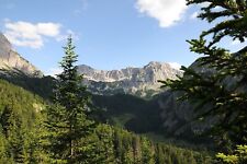 Weiß tanne abies gebraucht kaufen  Kallmünz