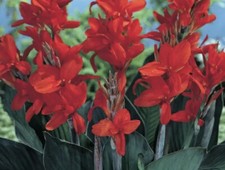 Red canna bulbs for sale  Columbus