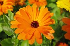 Pot marigold calendula for sale  WALLASEY