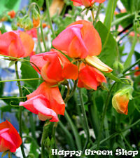 Sweet pea prince for sale  DONCASTER