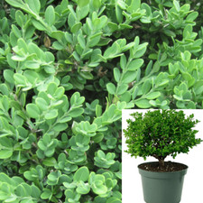 Buxus sempervirens suffruticos for sale  Modesto
