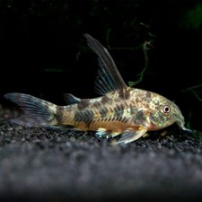 High fin peppered for sale  San Diego