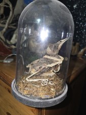 Bird skeletons for sale  BRIDGWATER