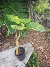 Large giant variegated for sale  Englewood