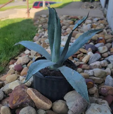 Live blue agave for sale  Fort Pierce