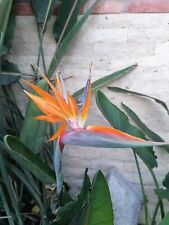 Semi fiore uccellino usato  Spedire a Italy