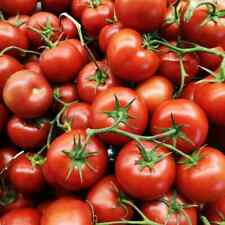 Oregon spring tomato for sale  Deltona