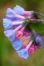 Seeds virginia bluebells for sale  Heath
