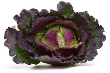 Cabbage plants january for sale Cabbage plants january for sale  BANBURY
