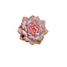 Echeveria pink peony for sale  Syosset