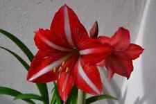 Hippeastrum sumatra santos usato  Bagnoregio