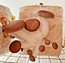 900g mushroom spawn for sale  READING