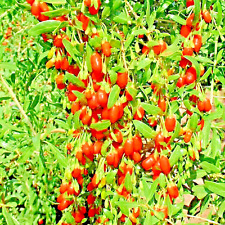 500 goji berry for sale  Greenville