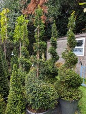 Taxus baccata english for sale  SWANSEA