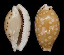 Coquillage collection cypraea d'occasion  Lyon VI