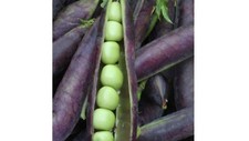 Blue shelling pea for sale  Deltona