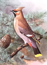 Waxwing pine tree. for sale  NELSON