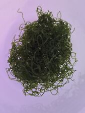 Cheato chaetomorpha macro for sale  MANCHESTER