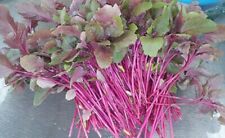 Lal shak red for sale  LONDON