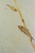 Aaa knightia eocaena for sale  Salt Lake City