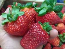 Fraise géante maxim d'occasion  Expédié en France