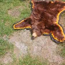 bearskin rug for sale bearskin rug for sale Delaware