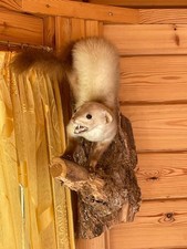 Ausgestopfte tiere präparate gebraucht kaufen Ausgestopfte tiere präparate gebraucht kaufen  Taufkirchen