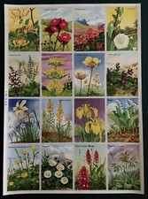 Planche pédagogie fleurs d'occasion  Saint-Léger-sur-Dheune