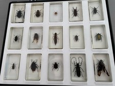 National geographic insekten gebraucht kaufen  St Ingbert