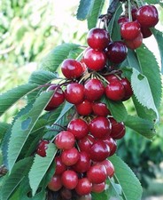 Treesagain sweet cherry for sale  La Junta
