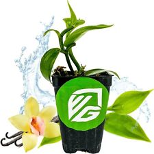 vanilla plant for sale vanilla plant for sale Lakeland