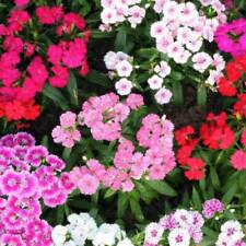 Sweet william summertime for sale  SALISBURY