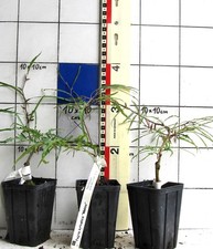 Fagus sylvatica malou gebraucht kaufen  Bad Bergzabern