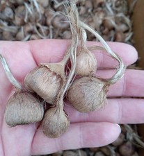 Baby saffron bulbs for sale  Bainbridge