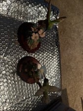 Usado, Dois lindos beija-flores da Premier Maruri comprar usado  Enviando para Brazil