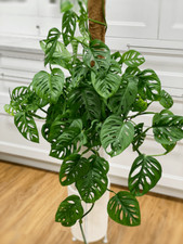 Monstera adansonii live for sale  Danielson