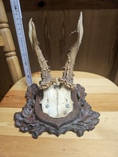 Rehbock geweih jagdtrophäe gebraucht kaufen  Pleidelsheim