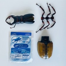Insect forest stag for sale  Bakersfield