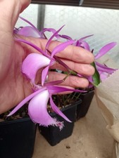 Pre order pleione for sale  LISBURN