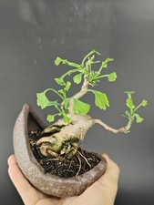 Shohin bonsai ginkgo usato  Cison di Valmarino