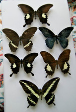 Indonesian swallowtail butterf for sale  LIVERPOOL
