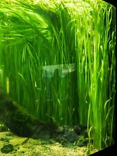 Vallisneria gigantea rubra for sale  HUNTINGDON