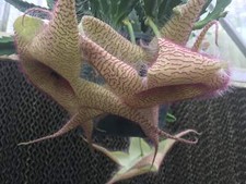 Stapelia gigantea inch for sale  Jacksonville