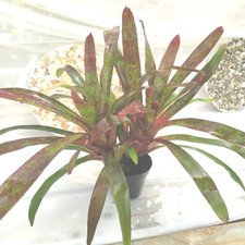 Neoregelia marmorata pianta usato  Manduria