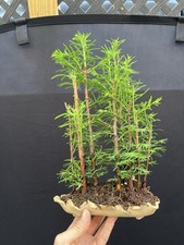 Dawn redwood forest for sale  Wallkill