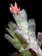 Canmea galaxy big for sale  San Juan