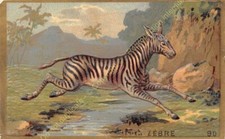 Chrome zebra animals d'occasion  Expédié en Belgium