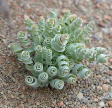 Albuca concordiana albuca d'occasion  Expédié en France