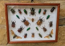 Cased display tropical for sale  BISHOP AUCKLAND