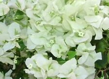 White bougainvillea live for sale  Homestead